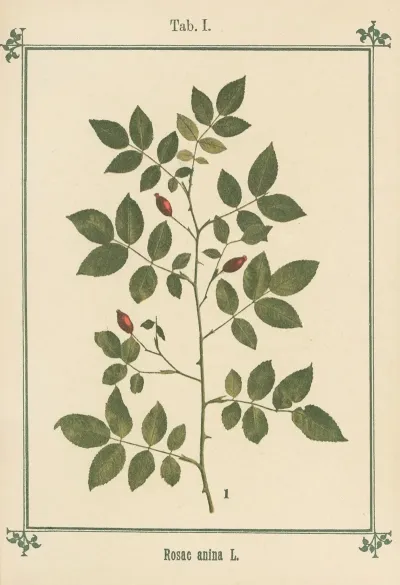 Plant Atlas To My Water Cure Pl 21