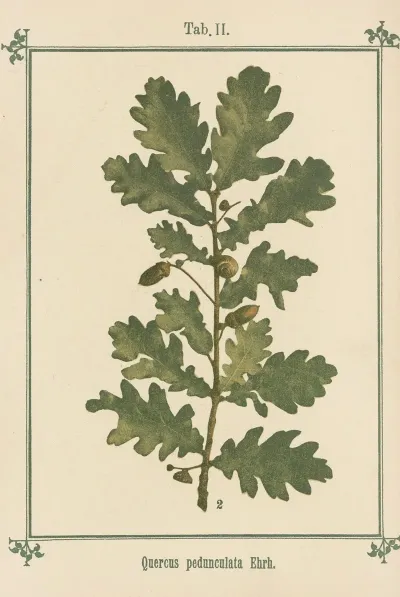 Plant Atlas To My Water Cure Pl 22