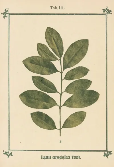 Plant Atlas To My Water Cure Pl 23