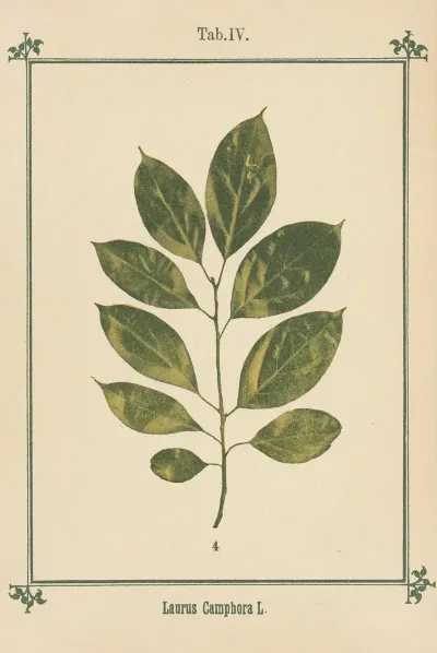 Plant Atlas To My Water Cure Pl 24