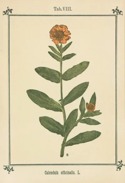 Plant Atlas To My Water Cure Pl 28