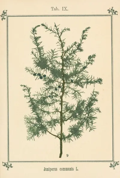 Plant Atlas To My Water Cure Pl 29