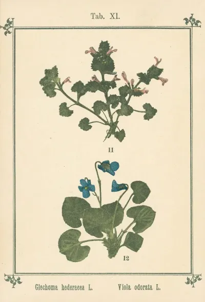 Plant Atlas To My Water Cure Pl 31
