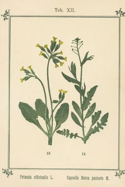 Plant Atlas To My Water Cure Pl 32