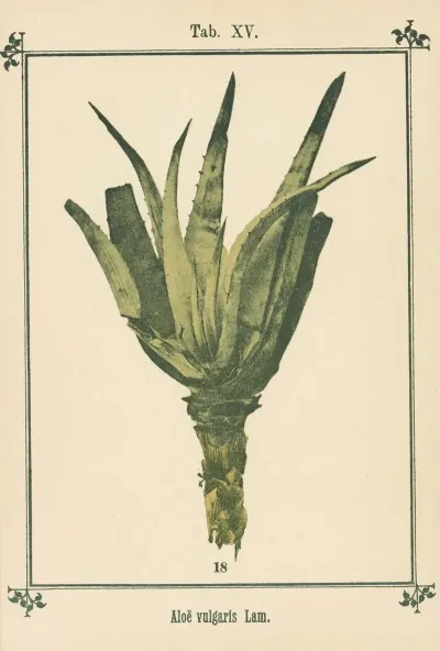 Plant Atlas To My Water Cure Pl 34
