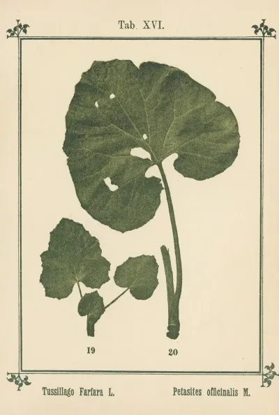 Plant Atlas To My Water Cure Pl 35