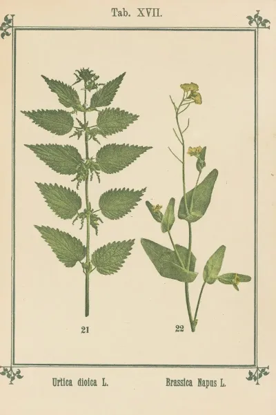 Plant Atlas To My Water Cure Pl 36