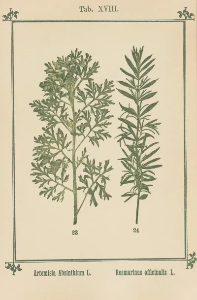Plant Atlas To My Water Cure Pl 37