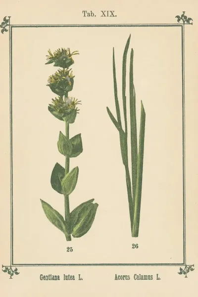 Plant Atlas To My Water Cure Pl 38