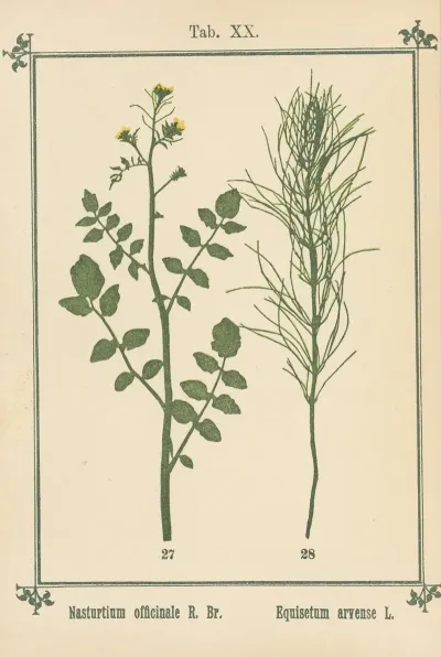 Plant Atlas To My Water Cure Pl 39