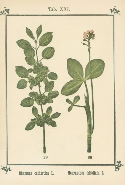 Plant Atlas To My Water Cure Pl 40