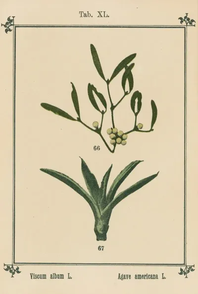 Plant Atlas To My Water Cure Pl 41