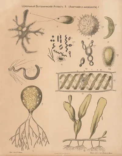 Plant Cells