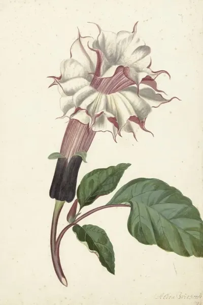 Plant Datura Fastuosa Lin