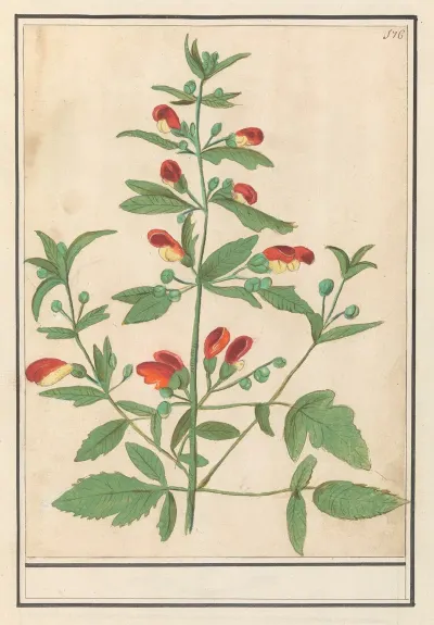 Plant Met Roodgele Bloemen Onbekende Soort