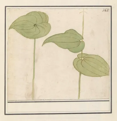 Plant Onbekende Soort