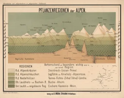 Plant Regions Of The Alps