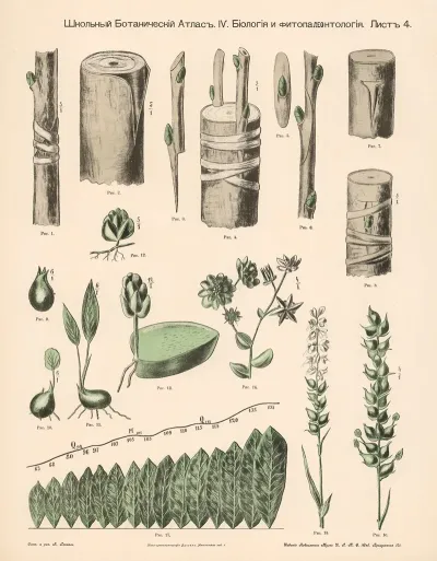 Plant Shoots