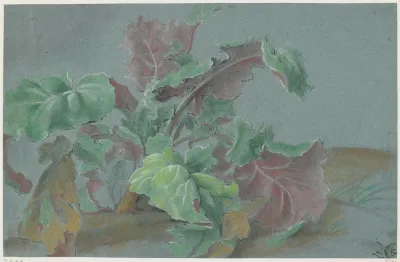 Plant Showing Leaves With Green Upper Sides And Red Lower Sides