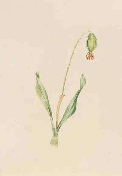 Plant Study 10