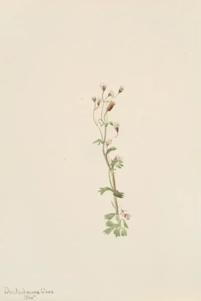 Plant Study 12
