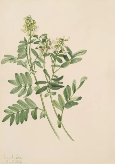 Plant Study 13