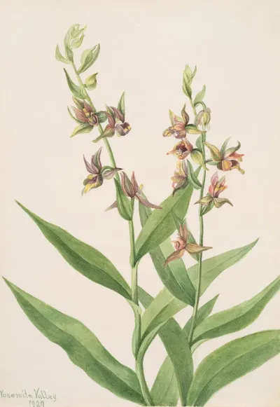 Plant Study 15