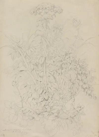 Plant Study 17