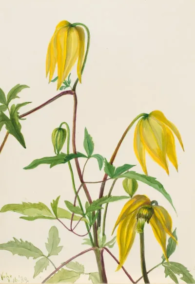 Plant Study 4