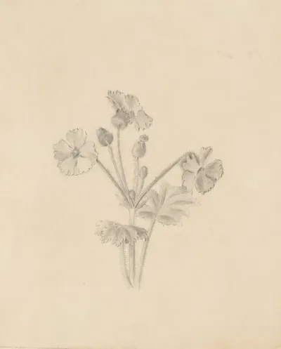 Plant Study 6