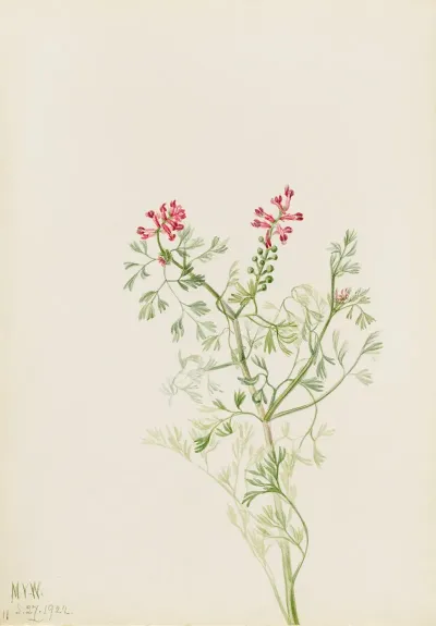 Plant Study 7