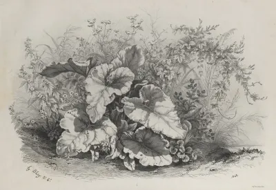 Plant Study From Group Of Various Plants Drawn And Lithographed After Nature