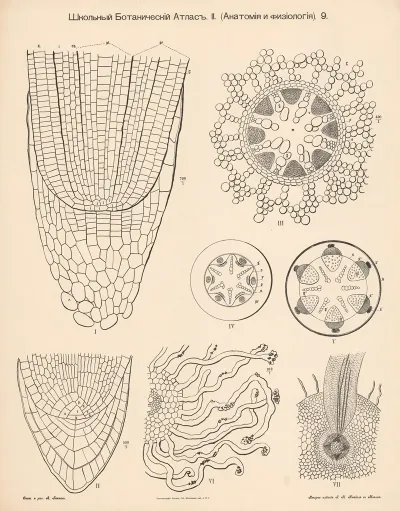 Plant Tissue