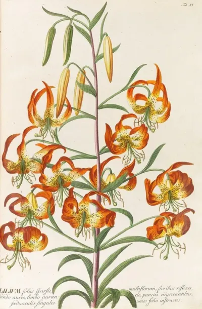 Plantae Selectae