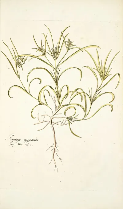 Plantago Aegyptiaca