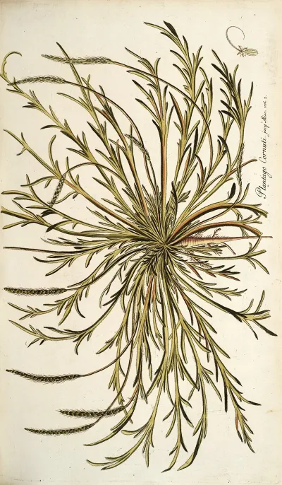 Plantago Cornuti