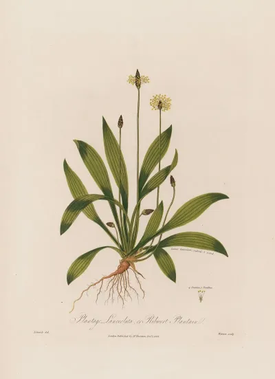 Plantago Lanceolata Or Ribwort Plantain