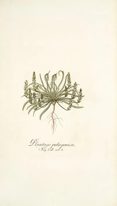 Plantago Patagonica