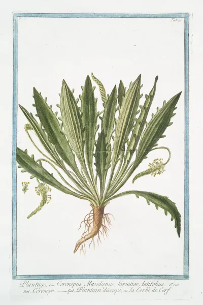 Plantago Seu Coronopus Massiliensis Kirsutior Latifolius Coronopo Plantain Decoupe Ou La Corne De Cerf Bucks Horn Plantain