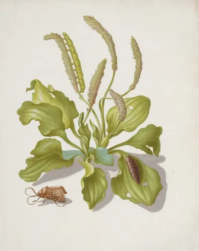Plantain With Metamorphosis Of The Brigh Line Brown Eye