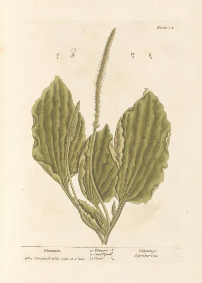 Plantain