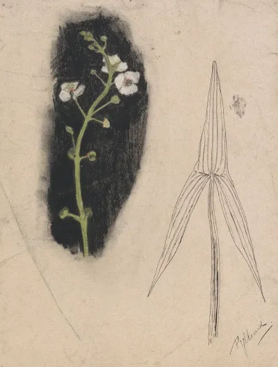 Plantenstudie Met Pijlkruid