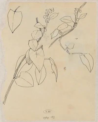 Plantenstudies