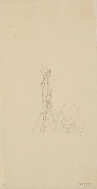 Planterids