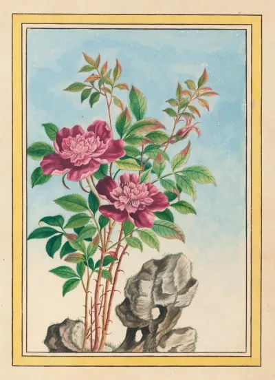 Plantes De Chine Pl 001