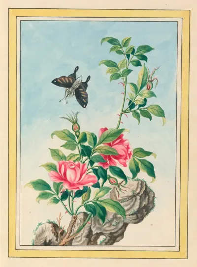 Plantes De Chine Pl 003