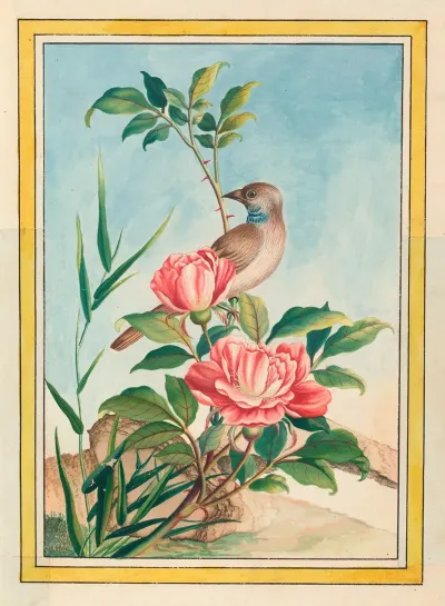 Plantes De Chine Pl 004