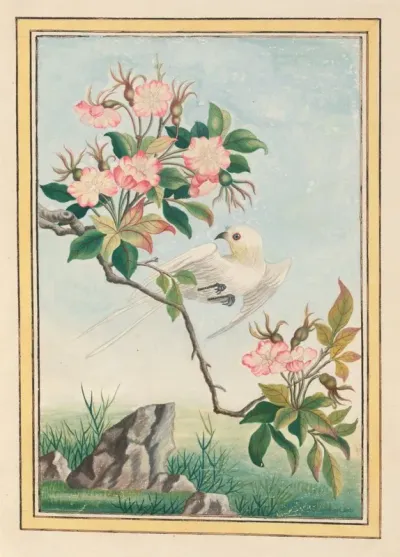 Plantes De Chine Pl 007