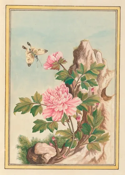 Plantes De Chine Pl 010