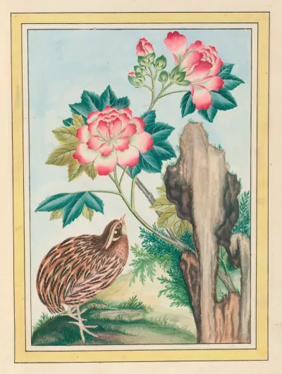 Plantes De Chine Pl 015
